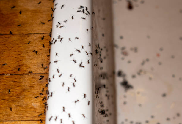 Wasp Removal Services in River Road, OR