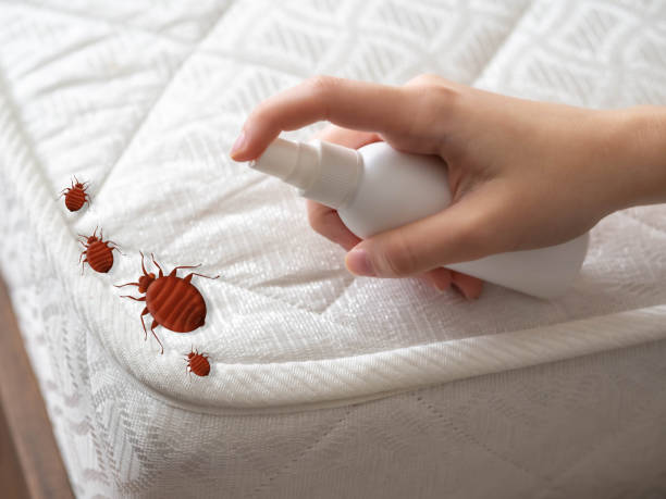 Best Local Pest Control Services  in River Road, OR